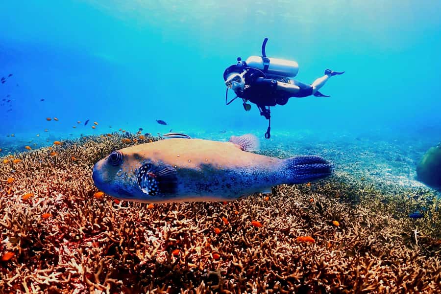 Phuket: Scuba Diving Maithon Or Racha Islands For All Levels - Coral Island break time, plus what non-scuba participants can do