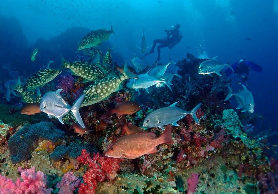 Phuket: Scuba Diving Maithon Or Racha Islands For All Levels - Food, drinks, and the small comforts that make long days better