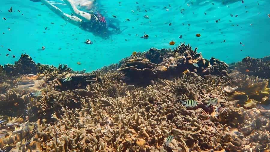 Phuket: Similan Island by Speedboat - Price and value at $115: where the money goes