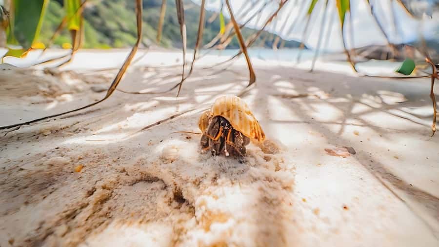 Phuket: Similan Island by Speedboat - Koh Miang island time: lunch, walking, and swimming window