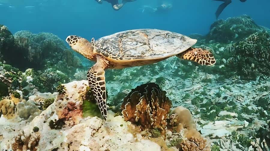 Phuket: Similan Island by Speedboat - Donald Duck Bay and the best way to use your last minutes