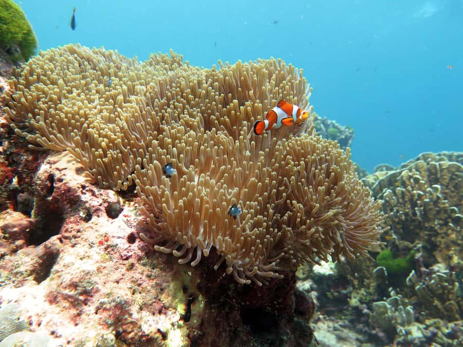 Phuket: Similan Island Full-Day Trip by Speedboat with Meals - Price and value: what $106 buys on this Similan day