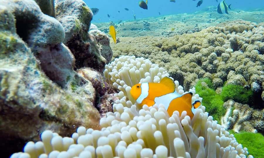 Phuket: Similan Island Full-Day Trip by Speedboat with Meals - Payu Island (Koh 7): your main swim and snorkeling session