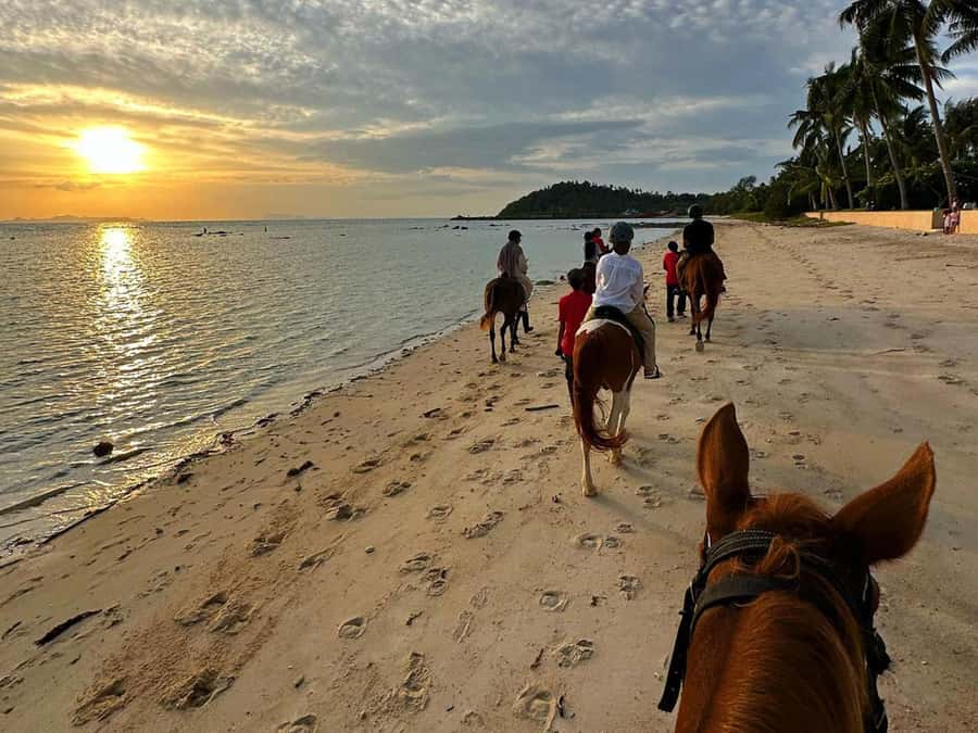 Phuket: Sunset Beach Horseback Journey - Read This Before You Book