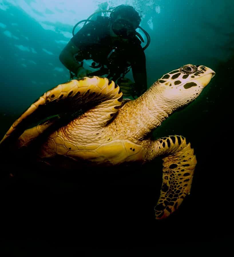 Phuket: Try SCUBA DIVING Full Day Experience 2 Dives - What the day feels like, step by step, from breakfast to the return ride