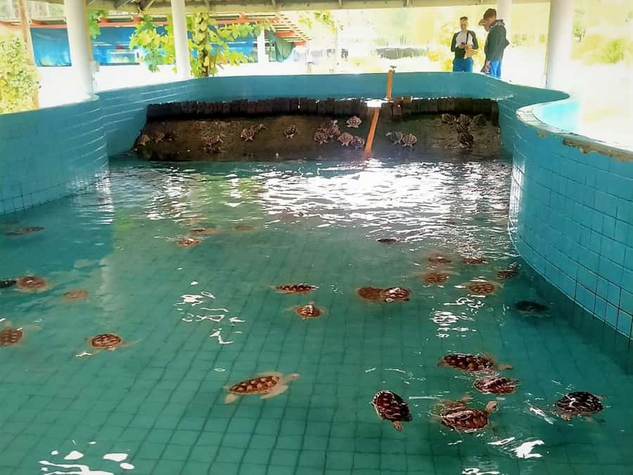 Phuket: Turtles, Rafting & Elephants Private Ethical Tour - Phuket’s ethical combo day: turtles, rafting, temple, elephants