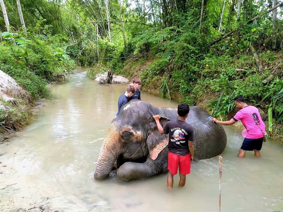 Phuket: Turtles, Rafting & Elephants Private Ethical Tour - Lunch at a southern Thai spot: where the timing actually pays off