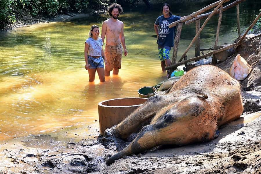 Phuket: Turtles, Rafting & Elephants Private Ethical Tour - Ethical elephant sanctuary: how to watch without interfering