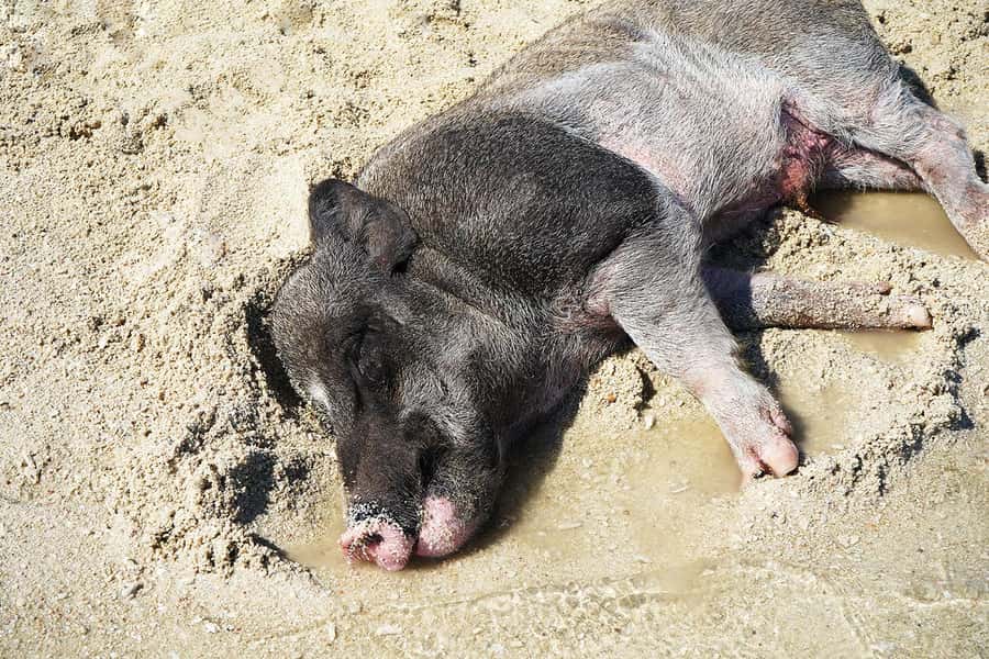 Pig Island(Koh Mudsum) and Koh Tan Half Day Snorkeling Tour - Koh Mudsum and Koh Tan in four hours: the idea