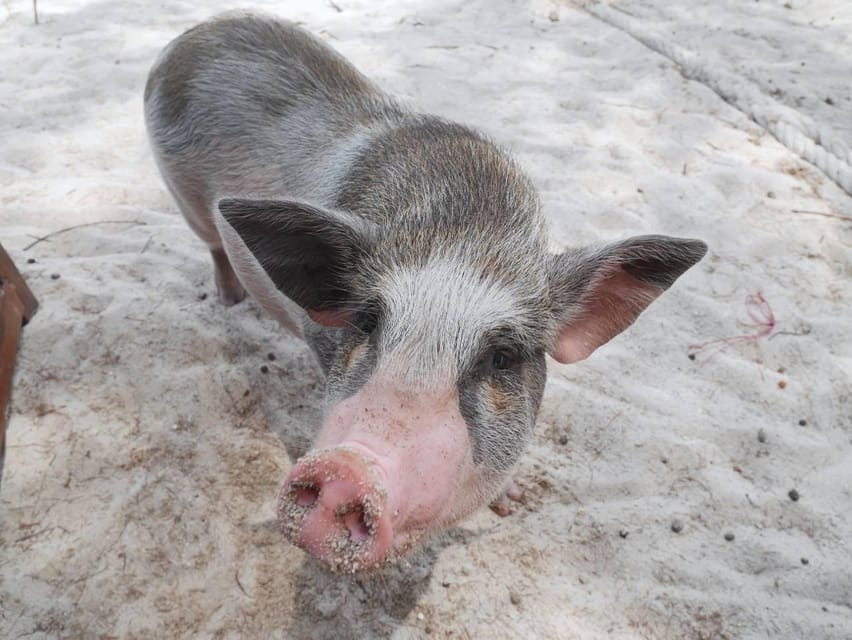 Pig Island(Koh Mudsum) and Koh Tan Half Day Snorkeling Tour - Lunch or dinner on the island hop: how the meal fits