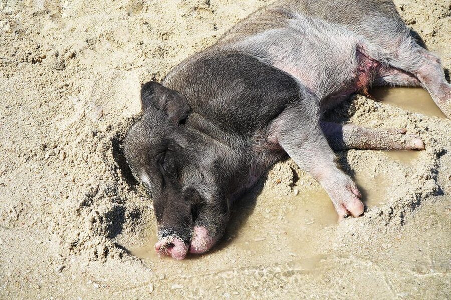 Pig Island(Koh Mudsum) and Koh Tan Half Day Snorkeling Tour - Value check: what $64 covers, and where you might spend extra
