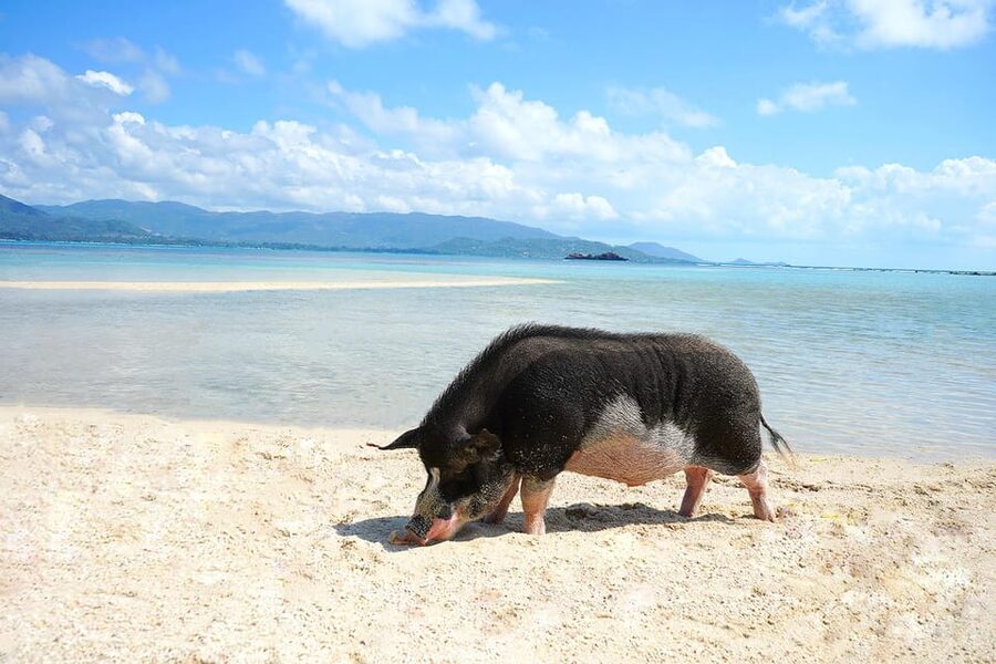 Pig Island(Koh Mudsum) and Koh Tan Half Day Snorkeling Tour - Who this tour suits best (and who should skip it)
