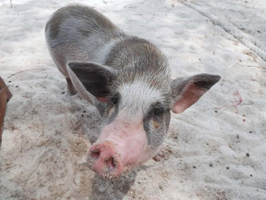 Pig Island(Koh Mudsum) and Koh Tan Half Day Snorkeling Tour - Speedboat, shared transfers, and the timing that actually matters