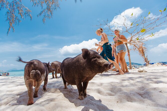 Pig Island Private Longtail Boat Trip From Koh Samui - Snorkeling gear, calm water, and realistic expectations