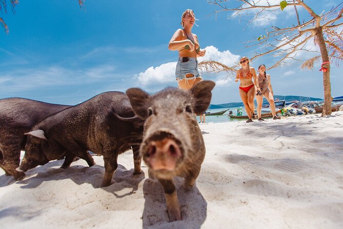Pig Island Private Longtail Boat Trip From Koh Samui - Pigs up close: fun photos, real safety, and crowd sanity