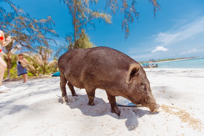 Pig Island Private Longtail Boat Trip From Koh Samui - Beach bar meals: what you can and can’t count on