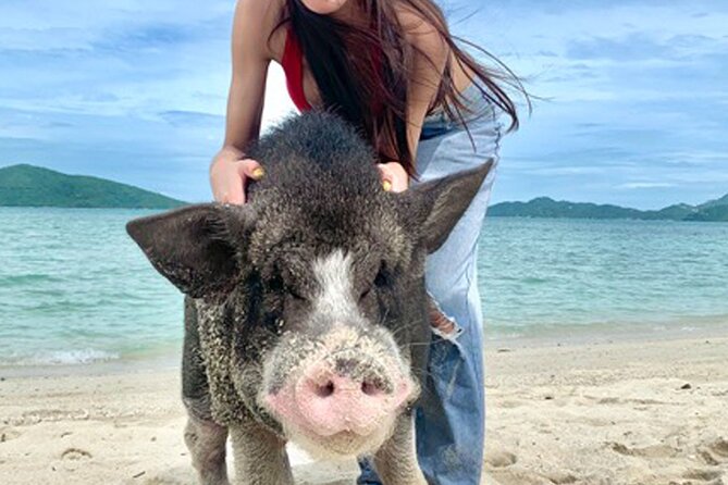 Pig Island Tour by Speedboat with Snorkeling - Price and what you actually get for $58.70