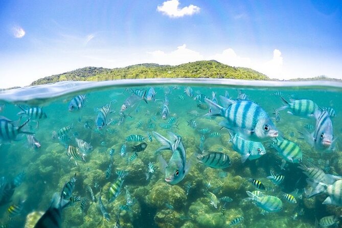 Pig Island Tour by Speedboat with Snorkeling - Stop 2: Koh Tan snorkeling, what conditions to expect