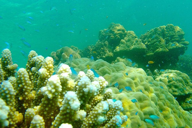 Private Surin Islands Longtail Boat Tour - The Moken sea gypsy village visit after snorkeling