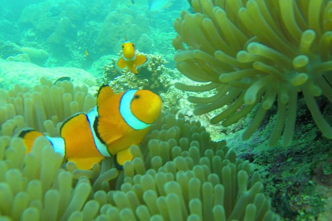 Private Surin Islands Longtail Boat Tour - Price and value: what you are paying for at $307.78 per person