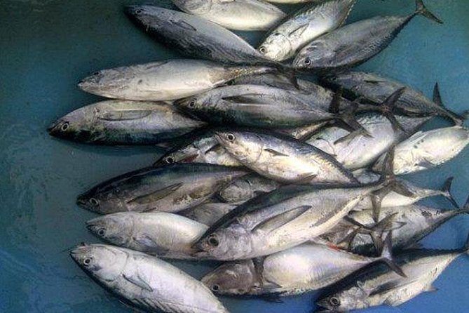 Racha Island Game Fishing & Trolling From Phuket - Pickup, Transfers, and Timing: Getting There Without Stress