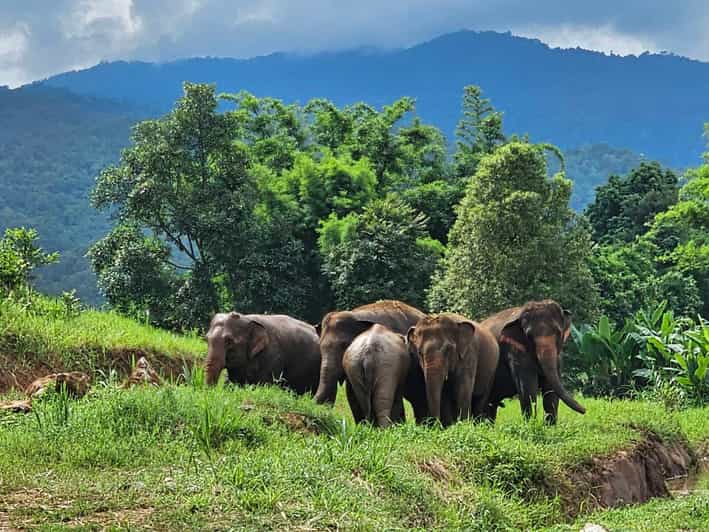 Rantong elephant sanctuary Chiangmai - Walking among and hand-feeding elephants, up close and guided