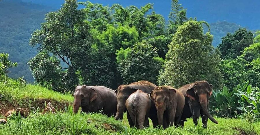 Rantong elephant sanctuary Chiangmai - Coffee, tea, lunch, and dinner: eating right without wasting your day