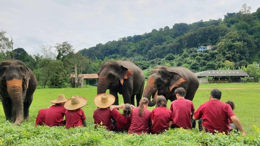 Rantong elephant sanctuary Chiangmai - Ethics and your personal comfort level with hands-on elephant tourism