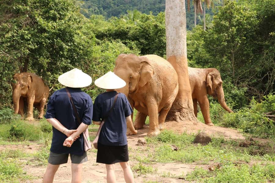 Samui:Elephant Jungle experience & The First Elephant Museum - Key highlights worth showing up for