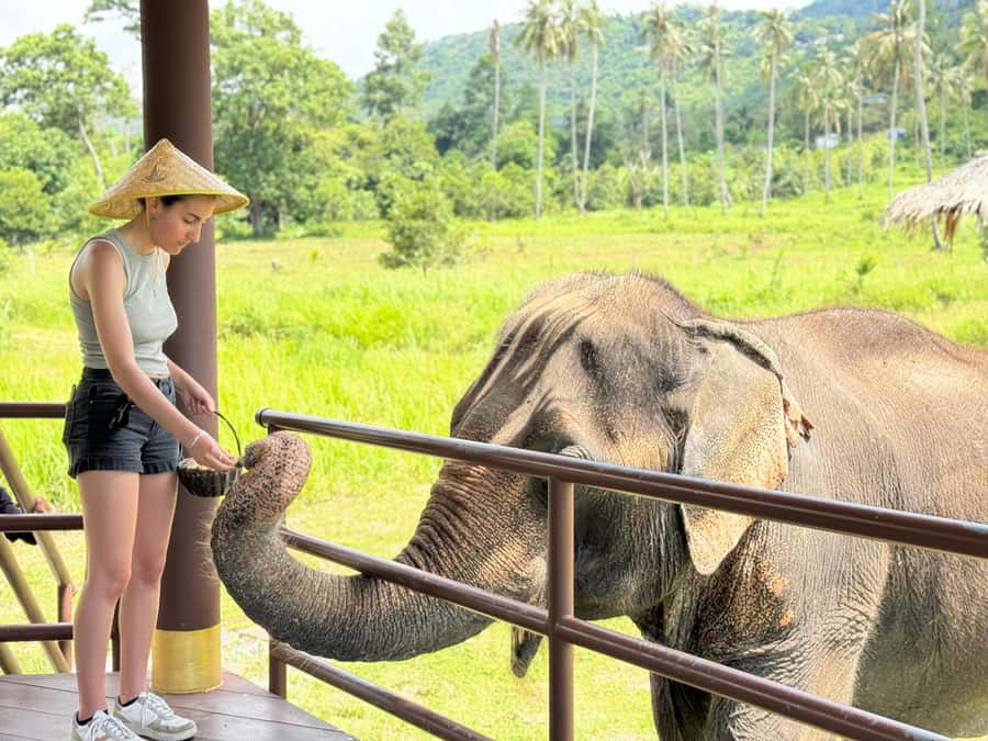 Samui:Elephant Jungle experience & The First Elephant Museum - Samui Elephant Home in 3 Hours: What You’ll Really Do