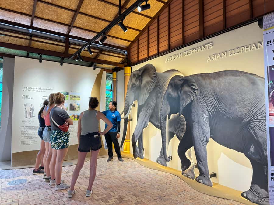 Samui:Elephant Jungle experience & The First Elephant Museum - Museum to Jungle: How the Walk Stays Respectful