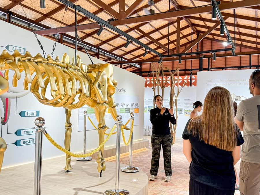 Samui:Elephant Jungle experience & The First Elephant Museum - Who This Experience Fits Best (and Who Might Want a Different Option)