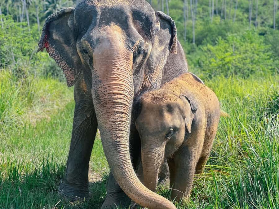 Samui:Elephant Jungle experience & The First Elephant Museum - Practical Tips: Shoes, Heat, Insects, and Camera Rules