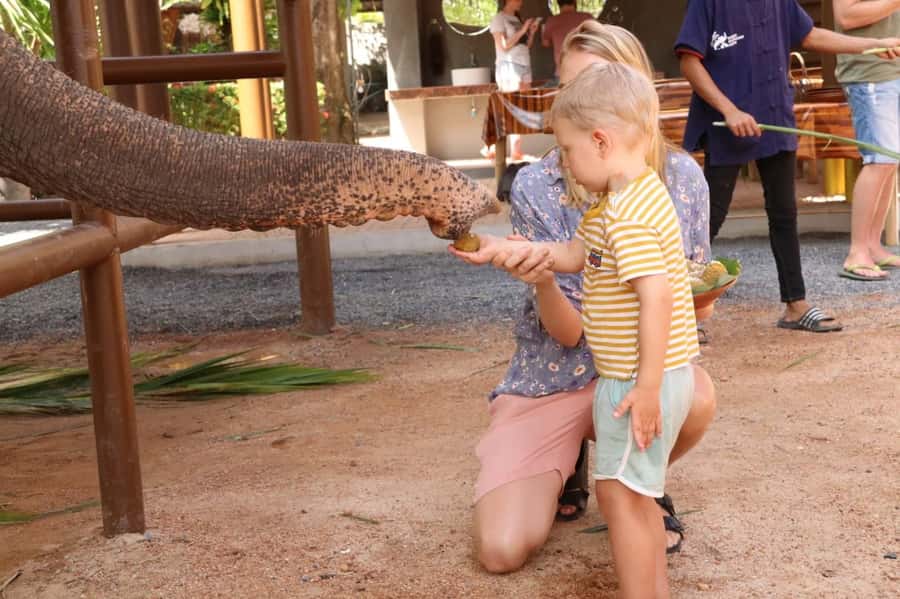 Samui: Elephant Nutrition and Care Education Experience - Key Takeaways Before You Go