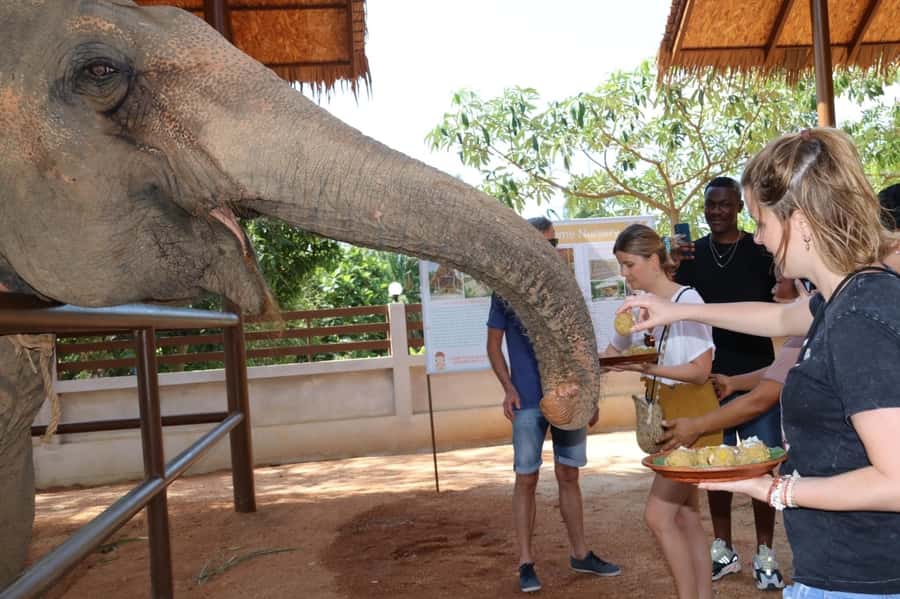 Samui: Elephant Nutrition and Care Education Experience - Arriving at the Nursery: Welcome, Safety Briefing, and Elephant Introductions