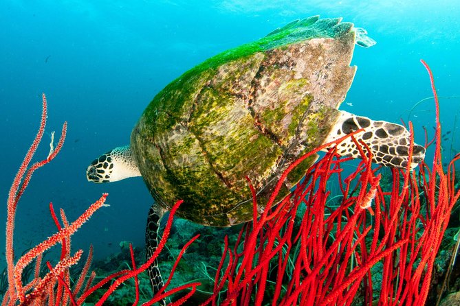 Scuba Diving Day Trip at Koh Chang – 2 Dives - Who This Experience Fits Best