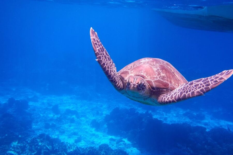 Similan Island Snorkeling Crystal Waters & Marine Life - Islands 5 and 6 Snorkeling: Where the Reef Time Goes