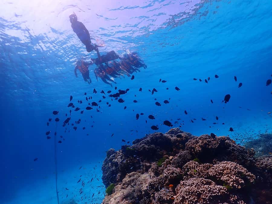 Similan Island Snorkeling Crystal Waters & Marine Life - Ko Miang: Beach Break, Lunch Box, and Guided Island Time