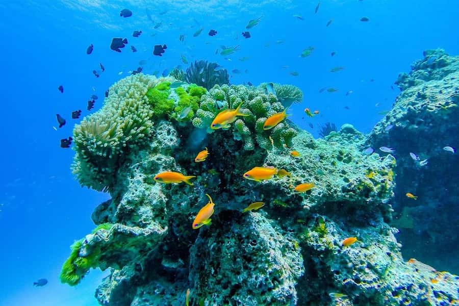 Similan Island Snorkeling Crystal Waters & Marine Life - Ko Bangu Snorkeling and the Namchai Bay or Christmas Point Choice