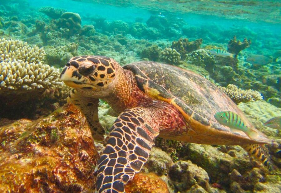 Similan Islands Early-Bird Tour From Phuket and Khao Lak! - Who should book this Similan early-bird tour