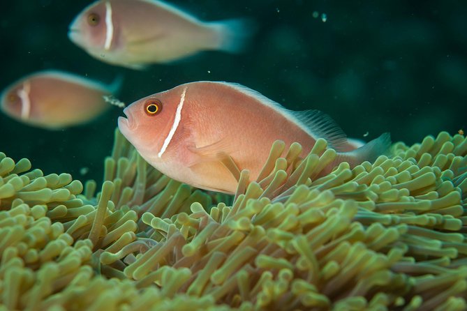 Snorkeling Adventure at Koh Chang – Departing from Koh Chang - Optional Underwater Camera Rental: Worth It if You Want Proof