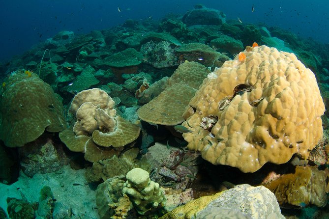Snorkeling Adventure at Koh Chang – Departing from Koh Chang - Meeting BB Divers at 8:00 AM, Then Getting Water-Ready