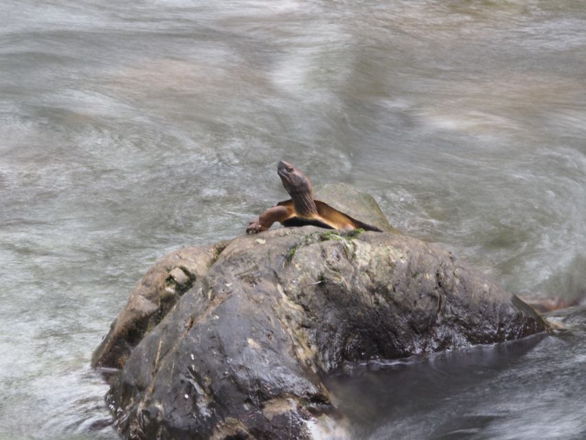 Sok River: Bamboo Raft Ride, Monkey Temple & View Point Tour - Price and what you really get for $61