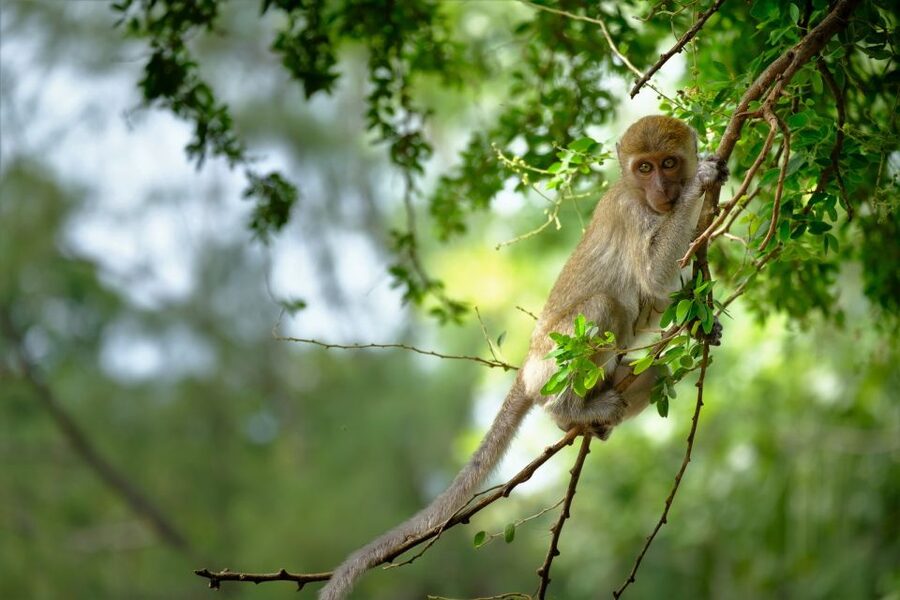 Sok River: Bamboo Raft Ride, Monkey Temple & View Point Tour - What to bring and how to prepare (so nothing ruins the day)