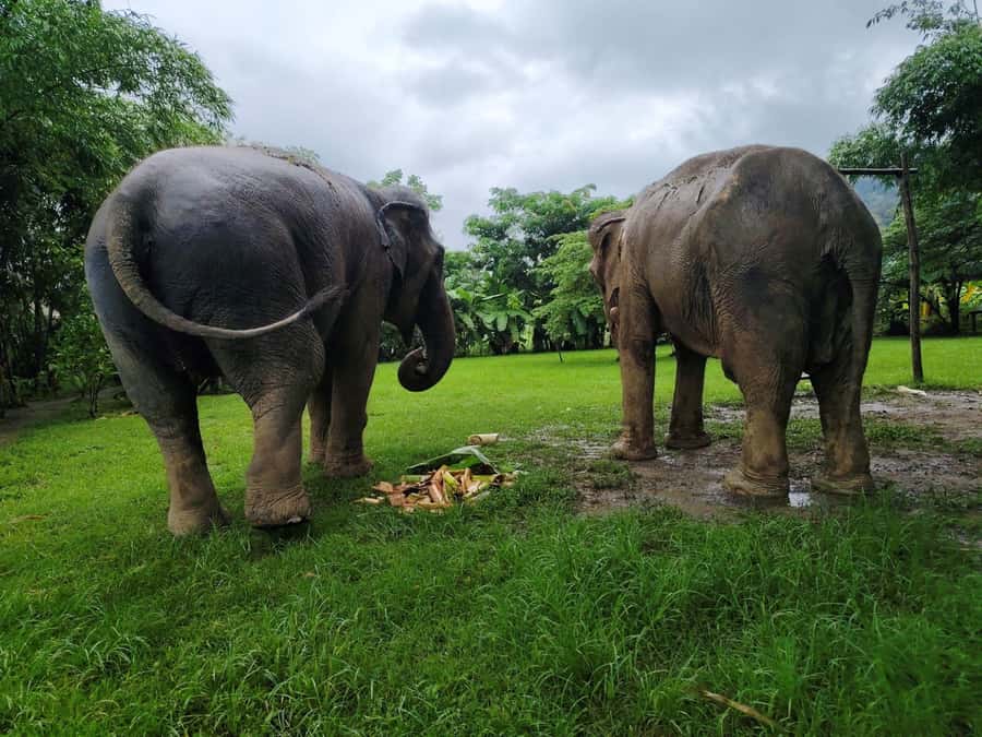 Sticky waterfalls- Elephants- Bamboo or White water rafting. - Rafting on a dense river: the thrill hour