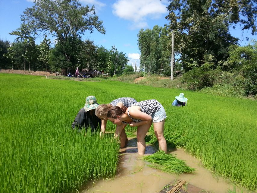 Sukhothai: Half-Day Countryside Bike Tour - Lunch, snacks, and staying sane in the heat