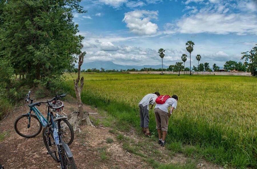 Sukhothai: Half-Day Countryside Bike Tour - Ban Khuai: the village stop that turns scenery into understanding