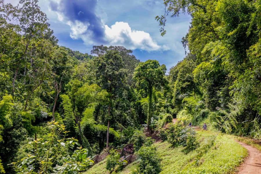 The REAL Thailand on a scooter. Check reviews !! - Lunch and elephants: a break that changes the tone of the day