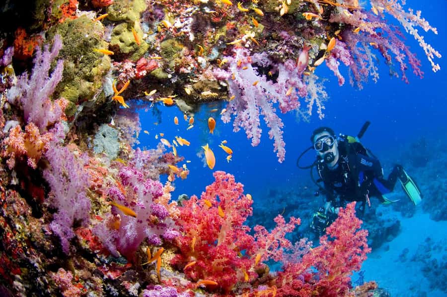 Try Scuba Diving in Racha Yai/noi: 2 Dives for Non-Certified - Price and what you get for $157 in Phuket